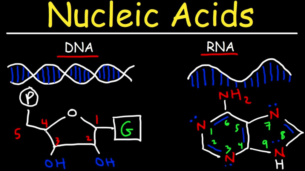Nucleic Acids