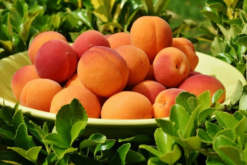 Organic Production of Fruit Crops