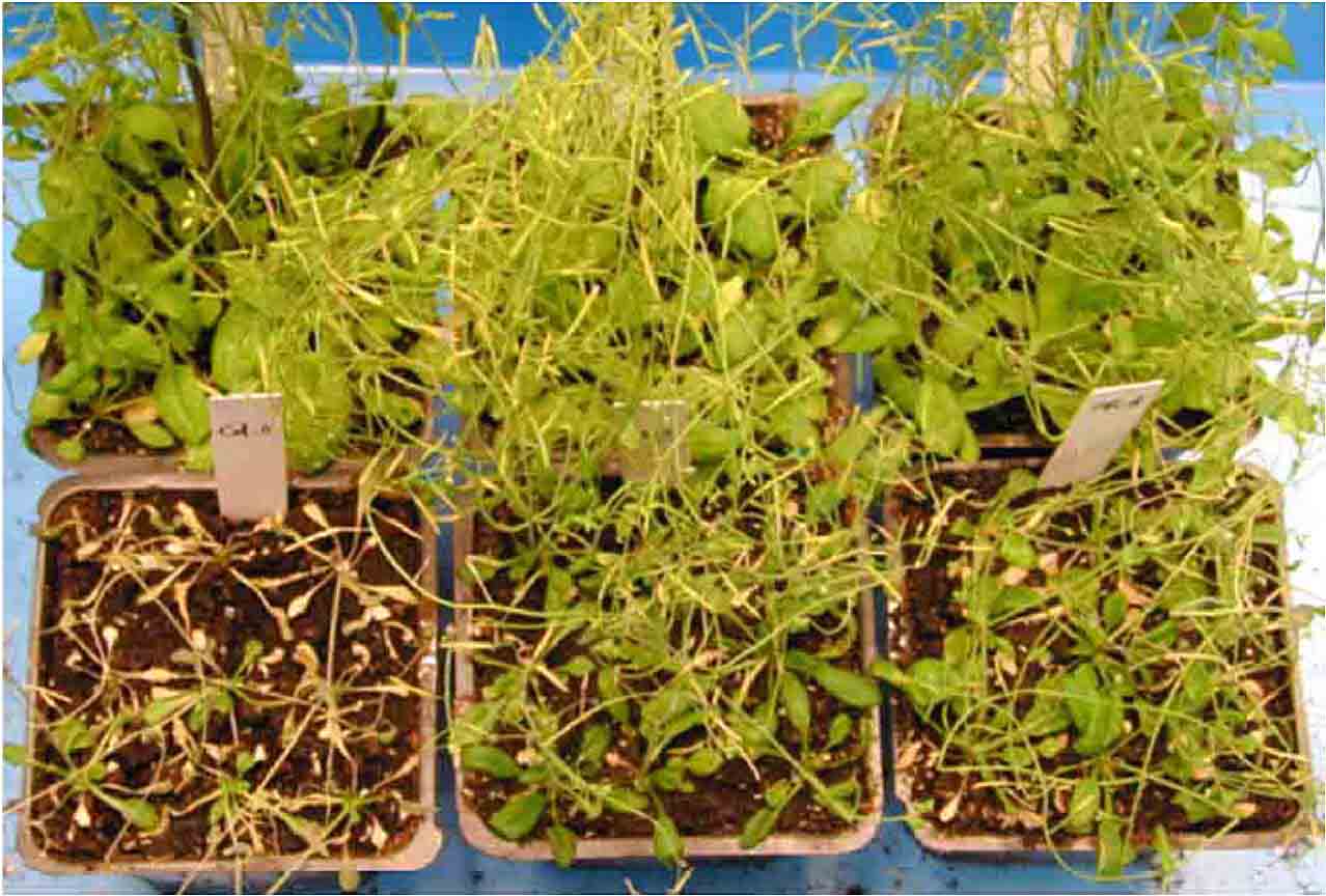 Drought Tolerance