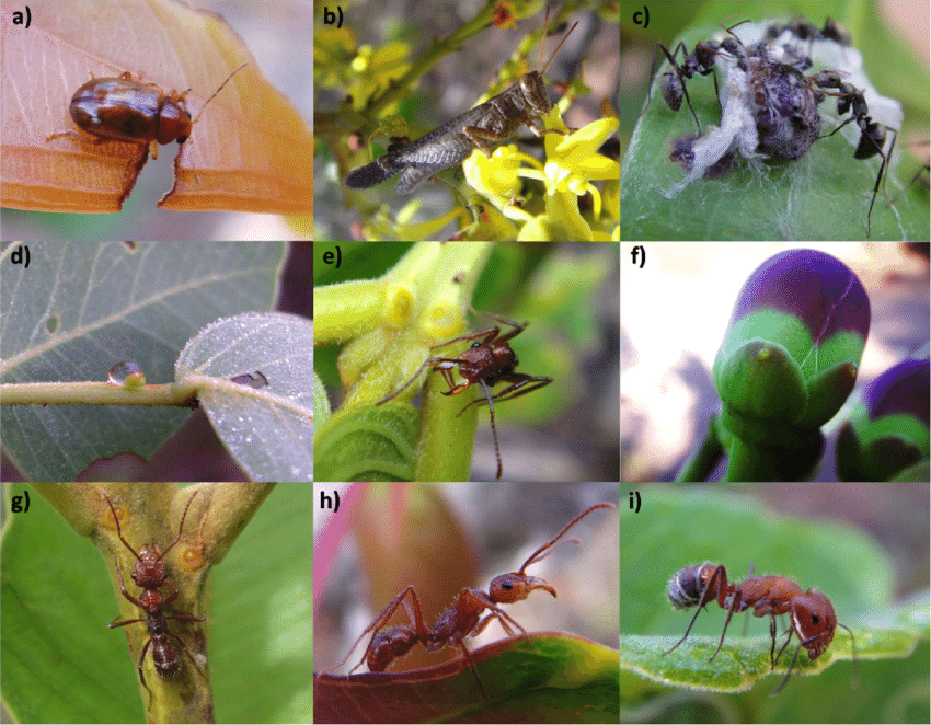 Introduction to Plant Pest Interactions