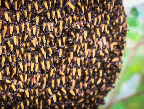 Conservation of Asian Honey Bees