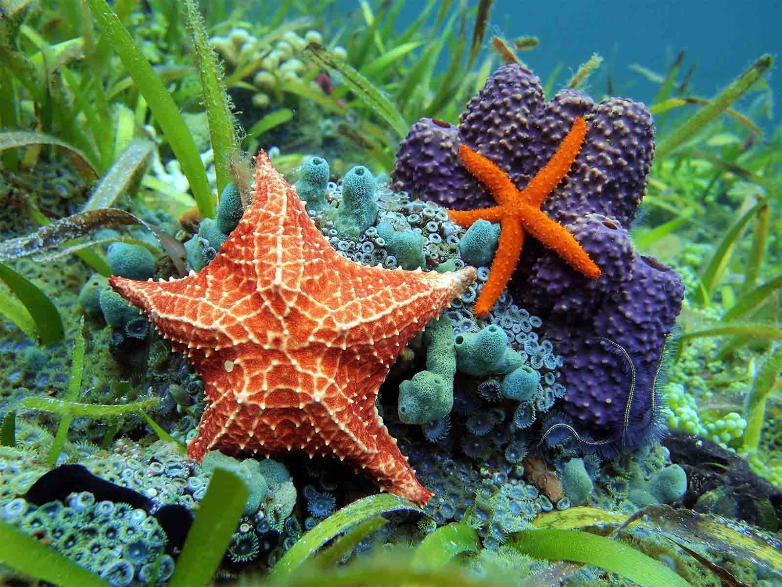 Echinodermata