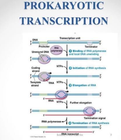 Transcription in Prokaryotes