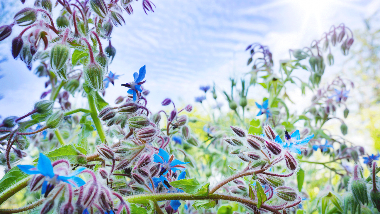 Applied Potential and Current Applications of Alkaloids