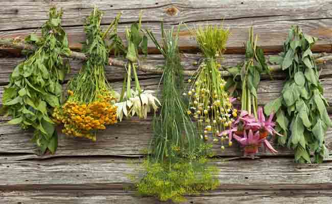 Medicinal Herbs