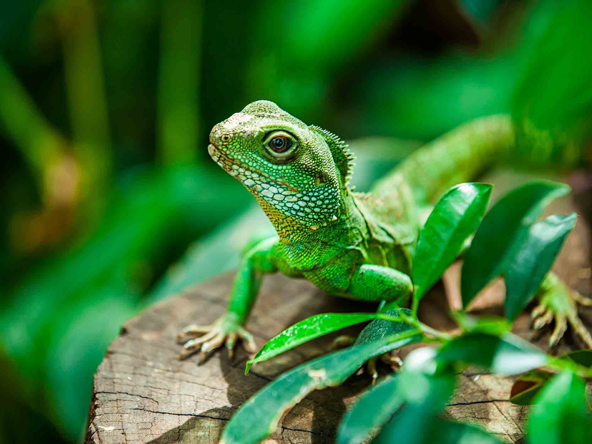 Reptilia