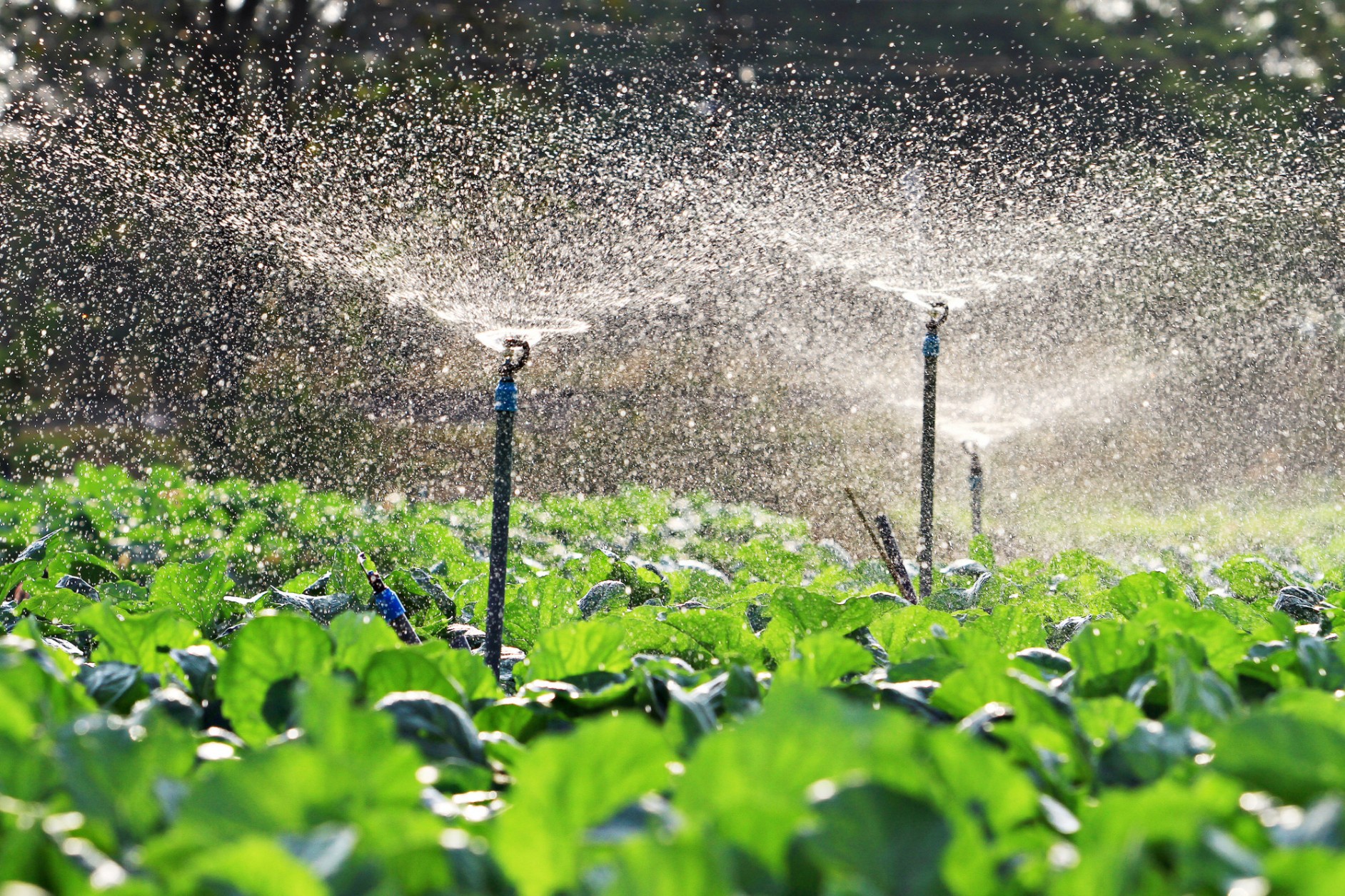 Irrigation Water Management
