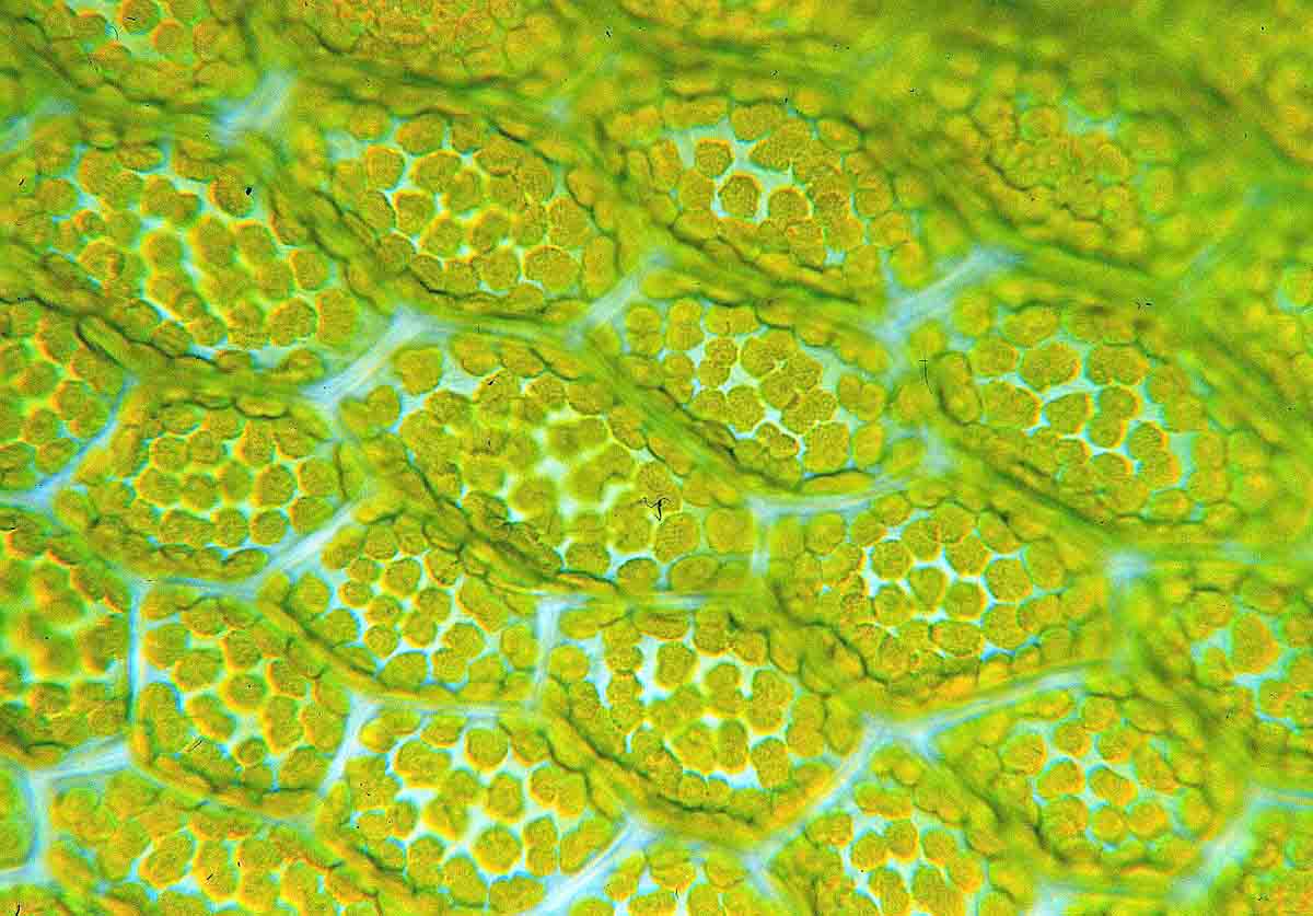 Economic Aspects of Applied Plant Anatomy