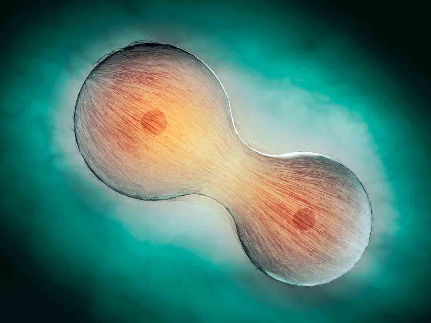 The Cell Cycle