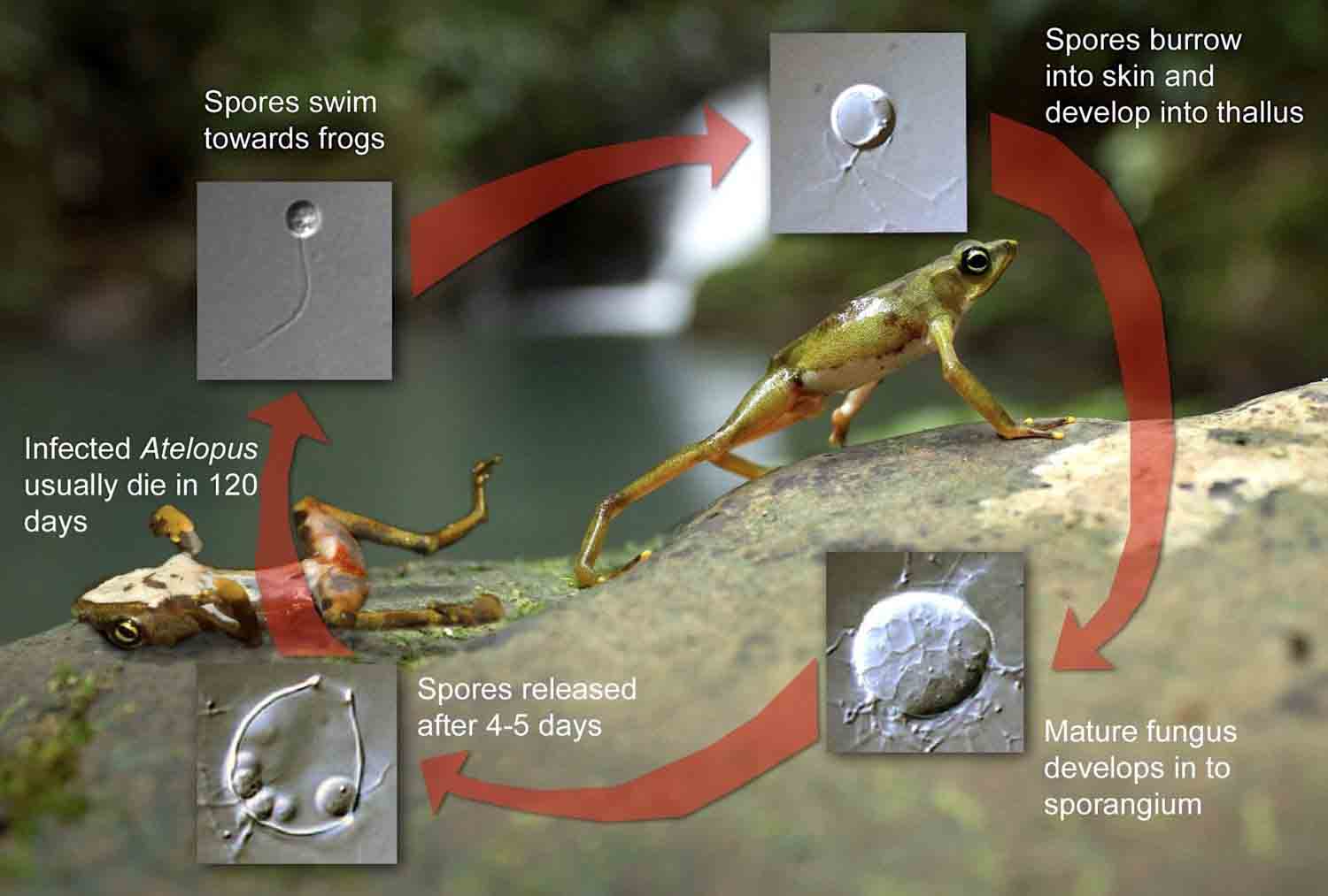 Biodiversity of Chytrids