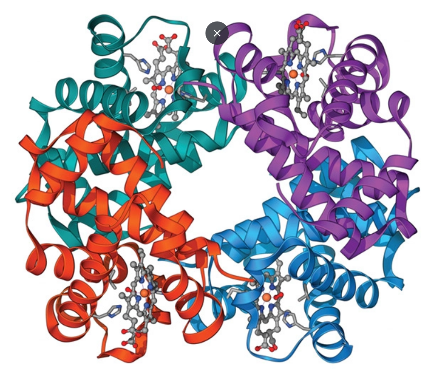 Protein Structure and Function