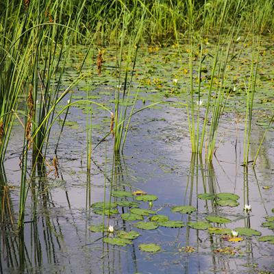 Biology of Aquatic Plants