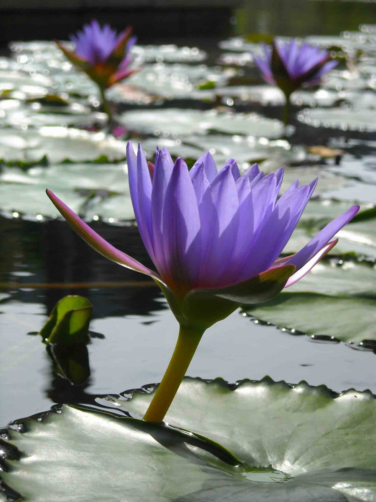 An Introduction to Aquatic Plants