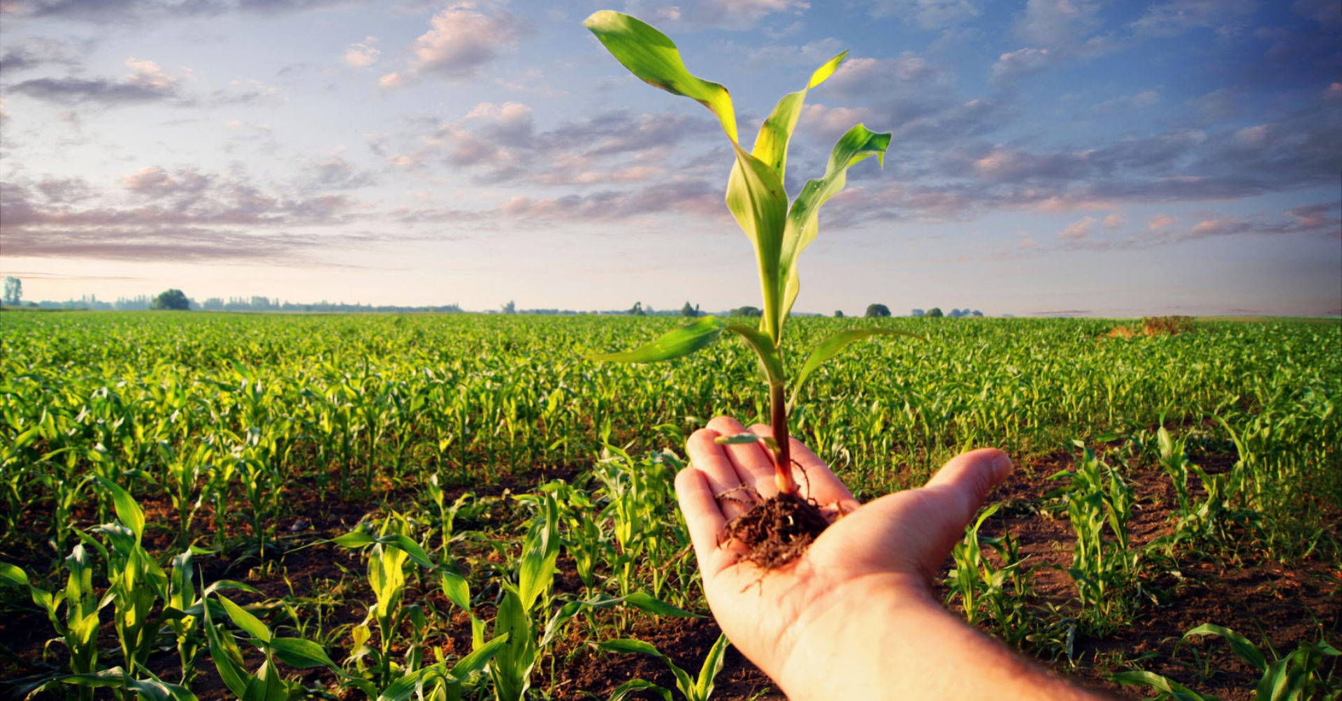 Agriculture and Plant Science